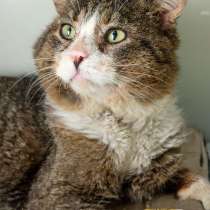 Нониус - кот с высоким интеллектом, в Москве