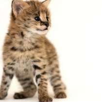 Сервал степной, в Москве