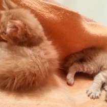 Рыжий сибирский котенок. Продам, в Калуге
