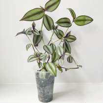 Традесканция Зебрина, в Екатеринбурге