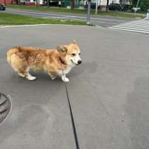 Кобель Вельш-корги пемброк, в Москве