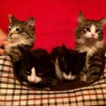 Отдам даром Милейшие домашние котята в добрые руки, в Москве