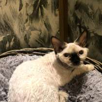 Девон Рекс девочка, в Омске