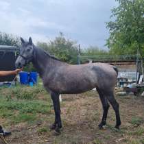 Продается лошадь, в Майкопе