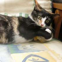 Соня-Совушка, очень ласковая домашняя кошечка, в Москве
