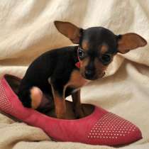 Той терьер Липецке, в Липецке