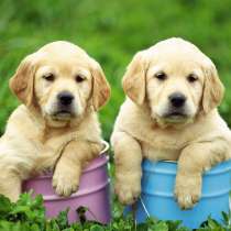 Лабрадор Курган, в Кургане