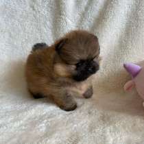 Щенки породы померанский шпиц мини мишка по символической це, в г.Варшава