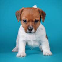 Джек расел Новокузнецке, в Новокузнецке