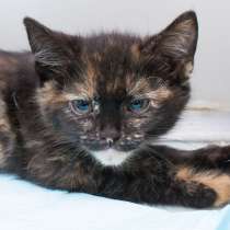 Ищем друзей для кошки Няши, в Москве