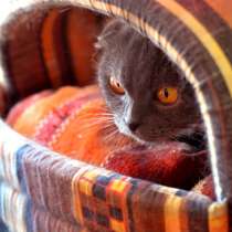 Гордая Энигма ищет верного друга, в Москве