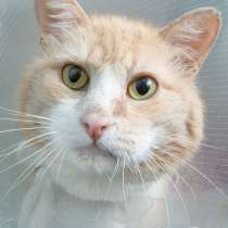 Котёнок Руфино, в Москве