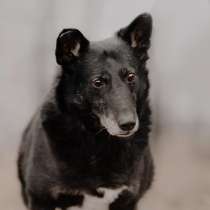 Душевный и нежный Зенит ищет семью, в Москве