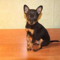 Той терьер Кострома, в Костроме