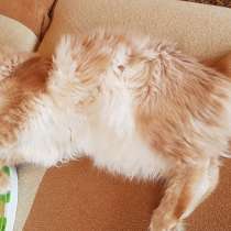 Продаётся красная на серебре кошечка мейн кун, в Санкт-Петербурге