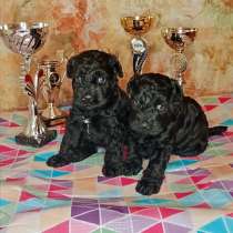 Щенки Керри Блю Терьера, в Москве