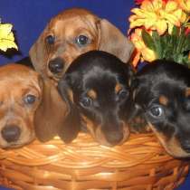 Такса Красноярск, в Красноярске