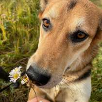 Марта – детка в клетке! Заберите чудесную собаку из приюта!, в Москве