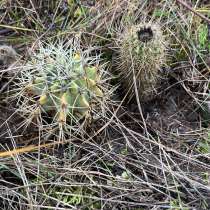 Отдам бесплатно кактусы, в Дзержинске