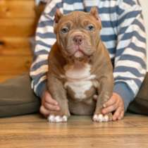 Амриканский булли девочка, в Москве