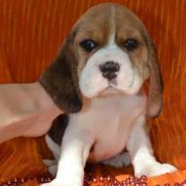 ЩЕНКИ БИГЛЯ в ПРОДАЖЕ, в Казани