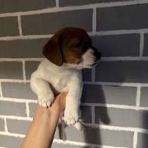 Щенки Джек Рассел, в Уфе