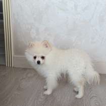 Собака шпиц, в Ростове-на-Дону