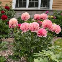 Пион Мэри Джо Легар, в Москве