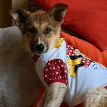 Очень красивые щенки, в Санкт-Петербурге