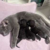 Котенок в добрые руки, в Щелково