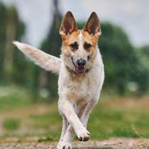 Луна: возраст 1,5 г, в Москве