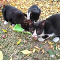 Яша, в Санкт-Петербурге