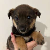 Щенки, в Тамбове