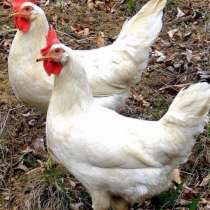 Куры несушки хорошей яйценоскости, в Волгодонске