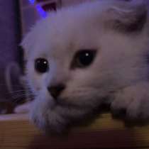 Котенок, в Махачкале