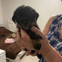 Щенята, в Томске