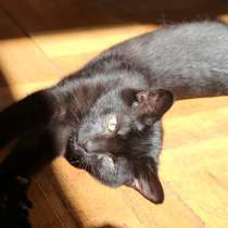 Отдам котят, 3 месяца, к лотку приучены, в Москве