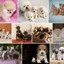 Питомник щенков Екатеринбурге, в Екатеринбурге