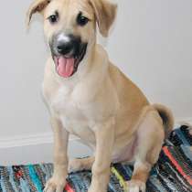 Солнечный Цезарь, ласковый и умный домашний щеночек в дар, в Москве