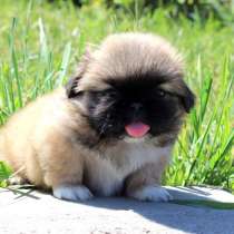 Пекинес Якутск, в Якутске