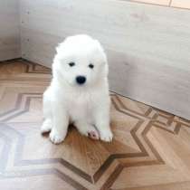 Продажа щенков, в г.Минск