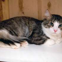 Одинокий кот Пьеро желает познакомиться, в Москве