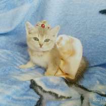 Котёнок шиншилла голубое золото, в Новороссийске