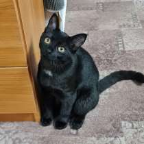 Очень красивый чёрный котёнок Уголёк в добрые руки, в г.Москва