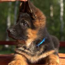 Немецкая овчарка Новый Уренгой, в Новом Уренгое