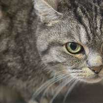 ⭐️Кошка породистая в добрые руки ⭐️, в Москве