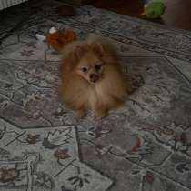 Щенок Шпица, девочка, в Москве