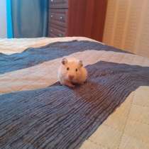 Хомячата сирийских хомяков, в Новокузнецке