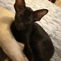 Продается ориентальный котенок, в Уфе