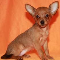 Продаются щенки пражского крысарика, в Москве